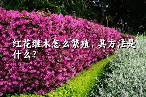 红花继木怎么繁殖，其方法是什么？