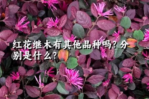 红花继木有其他品种吗？分别是什么？