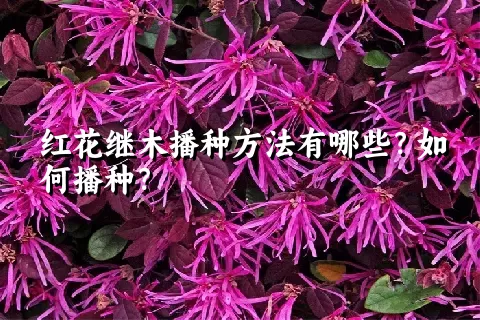 红花继木播种方法有哪些？如何播种？