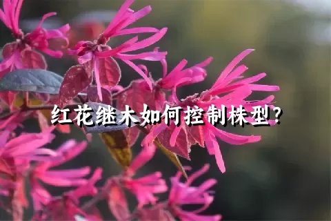 红花继木如何控制株型？