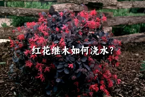 红花继木如何浇水？