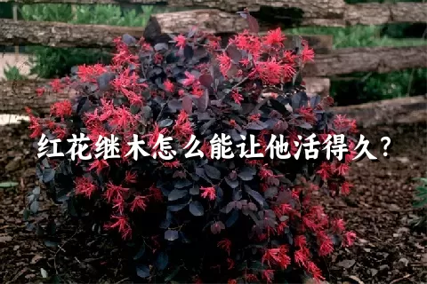 红花继木怎么能让他活得久？