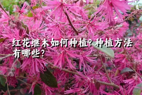 红花继木如何种植？种植方法有哪些？