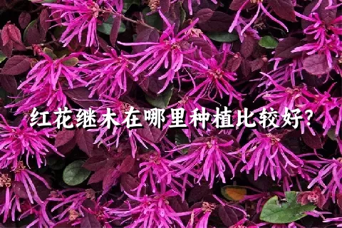 红花继木在哪里种植比较好？