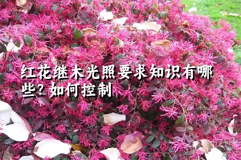 红花继木光照要求知识有哪些？如何控制