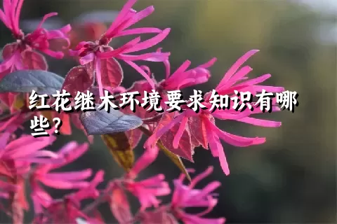 红花继木环境要求知识有哪些？