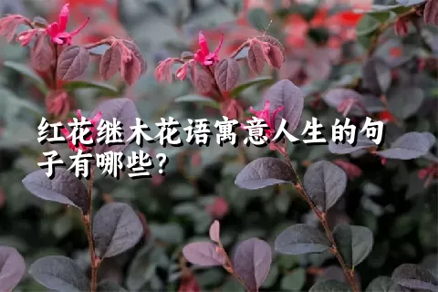 红花继木花语寓意人生的句子有哪些？