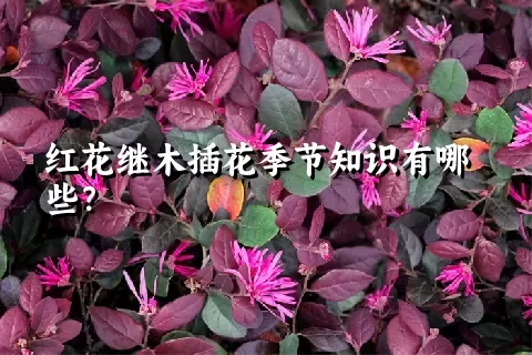 红花继木插花季节知识有哪些？