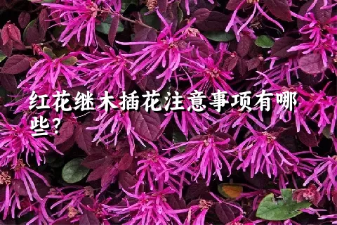 红花继木插花注意事项有哪些？