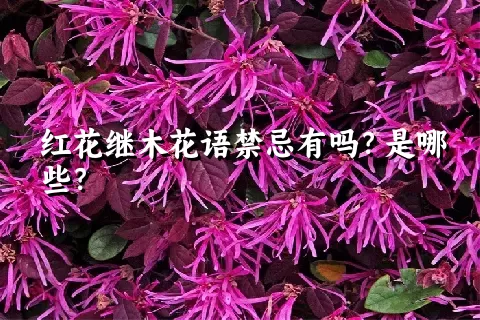 红花继木花语禁忌有吗？是哪些？