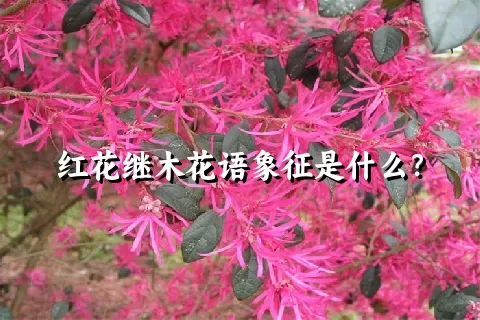 红花继木花语象征是什么？