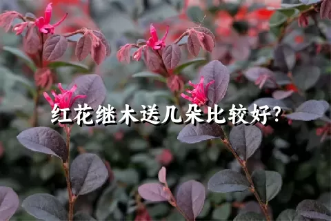 红花继木送几朵比较好？