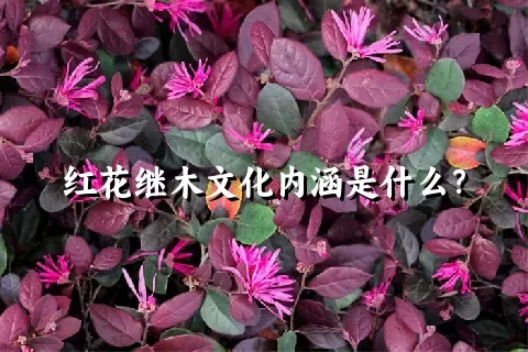 红花继木文化内涵是什么？