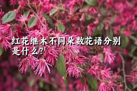 红花继木不同朵数花语分别是什么？