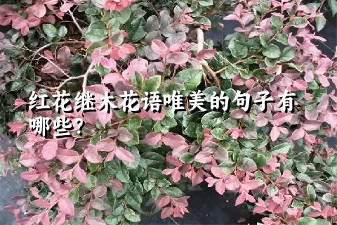 红花继木花语唯美的句子有哪些？