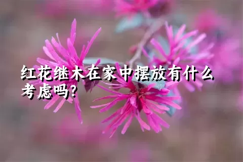 红花继木在家中摆放有什么考虑吗？