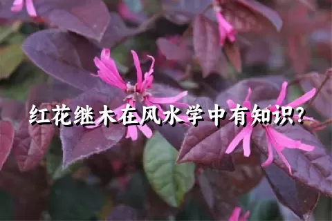 红花继木在风水学中有知识？