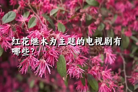 红花继木为主题的电视剧有哪些？