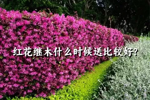 红花继木什么时候送比较好？