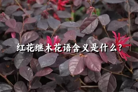 红花继木花语含义是什么？