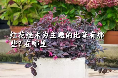 红花继木为主题的比赛有那些？在哪里