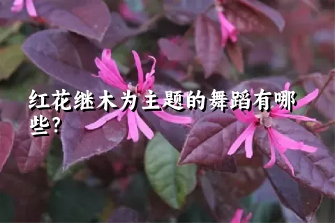 红花继木为主题的舞蹈有哪些？