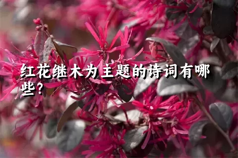 红花继木为主题的诗词有哪些？