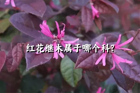 红花继木属于哪个科？