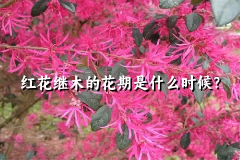 红花继木的花期是什么时候？