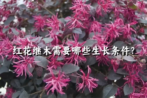 红花继木需要哪些生长条件？