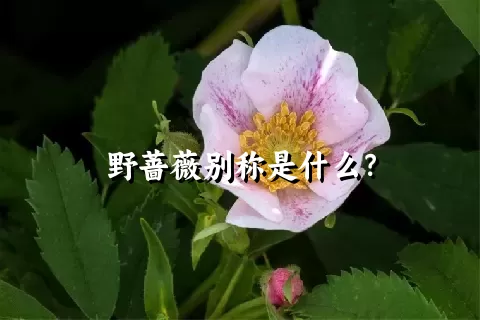 野蔷薇别称是什么？