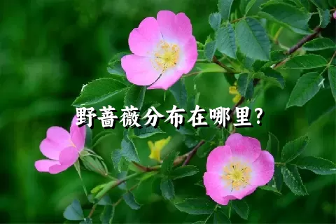 野蔷薇分布在哪里?