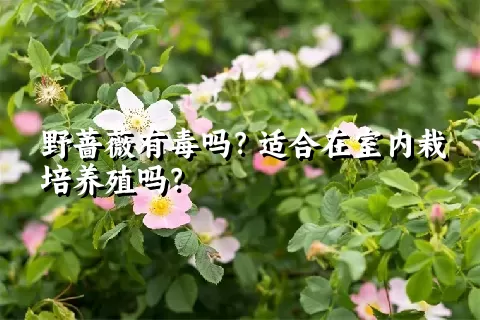 野蔷薇有毒吗？适合在室内栽培养殖吗？