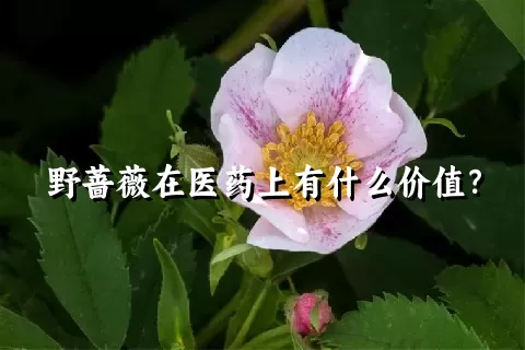 野蔷薇在医药上有什么价值？