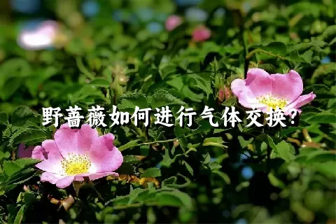 野蔷薇如何进行气体交换？