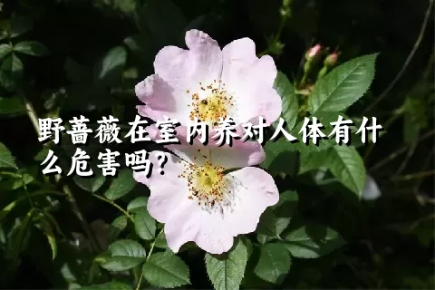 野蔷薇在室内养对人体有什么危害吗？