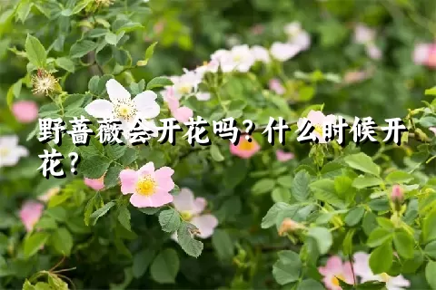 野蔷薇会开花吗？什么时候开花？