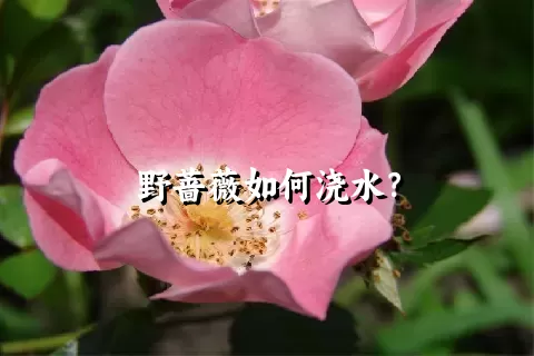 野蔷薇如何浇水？