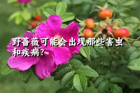 野蔷薇可能会出现那些害虫和疾病？