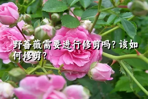 野蔷薇需要进行修剪吗？该如何修剪？