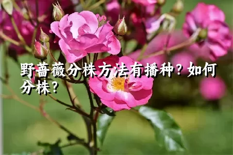 野蔷薇分株方法有播种？如何分株？