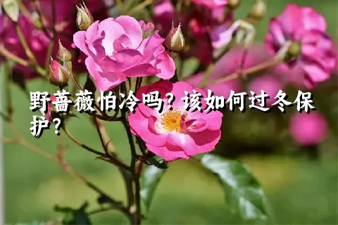 野蔷薇怕冷吗？该如何过冬保护？