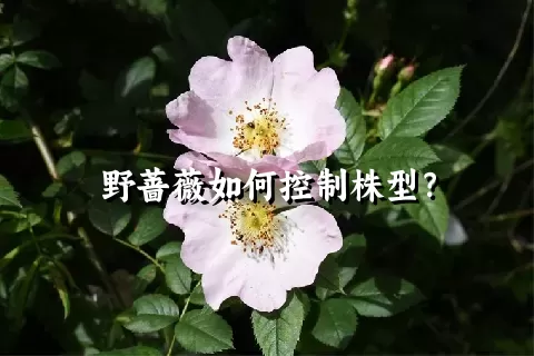 野蔷薇如何控制株型？