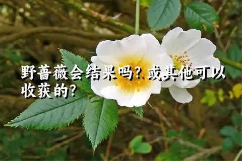 野蔷薇会结果吗？或其他可以收获的？