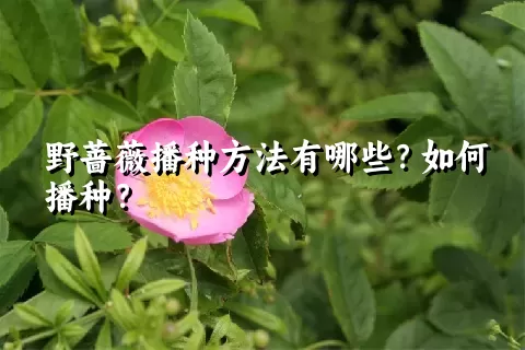 野蔷薇播种方法有哪些？如何播种？