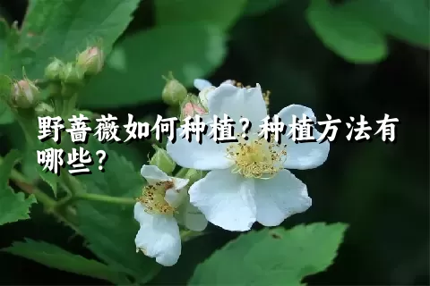 野蔷薇如何种植？种植方法有哪些？