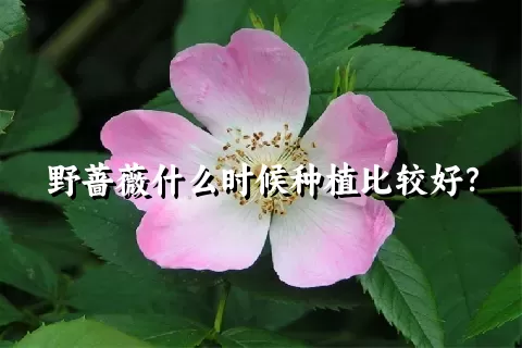 野蔷薇什么时候种植比较好？