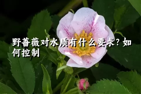 野蔷薇对水质有什么要求？如何控制