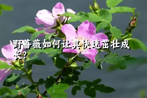 野蔷薇如何让其快速茁壮成长？