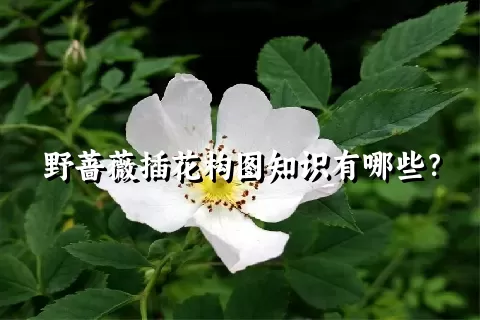 野蔷薇插花构图知识有哪些？